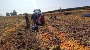 Уборка гарбуза ? Гарбузовий комбайн виробництва MOROZ  ? (?ПЕРЕЗАЛИВ ВІДЕО АВТОРА) 20.09.2020