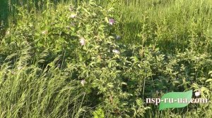 Рецепт приготовления настоя из цветов шиповника