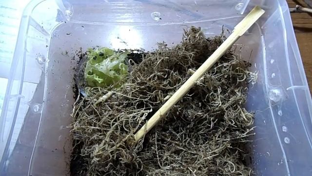 Суббулины октона / Содержание смотреть онлайн