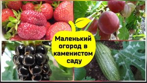 Маленький огород в каменистом саду.