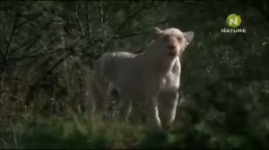 Борьба за жизнь ?прайда белых львиц ? Первые попытки охота Льва