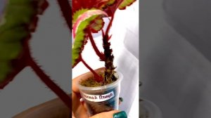 БЕГОНИЯ ГИБНЕТ !!! КАК СПАСТИ???