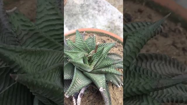 Haworthia limifolia Flowering for the 2nd time (succulent).