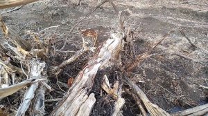 Помогите определить породу дерева!!!