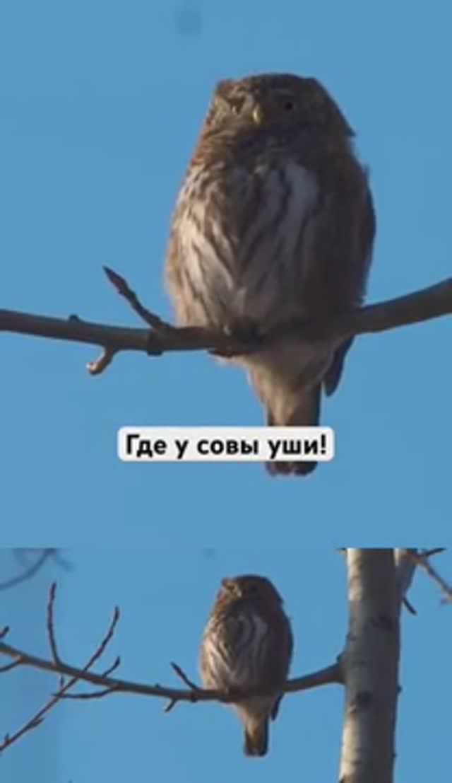 Где у совы уши?