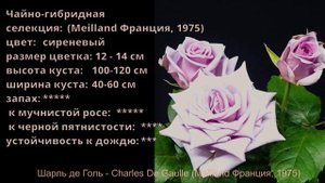 Как распускается роза Шарль де Голь - Charles De Gaulle (Meilland Франция, 1975)