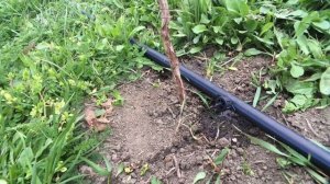 Автоматический полив для малины.