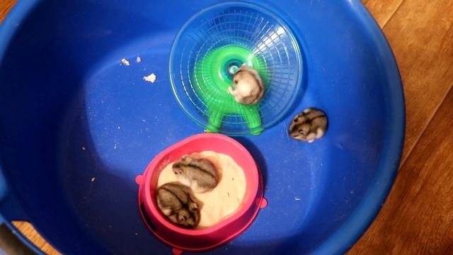 ОТВЕТЫ НА ВОПРОСЫ ЧАСТЬ 2 / МОЖНО ЛИ ОСТАВЛЯТЬ ХОМЯКА-САМЦА В ОДНОЙ КЛЕТКЕ ПОСЛЕ РОДОВ ХОМЯЧИХИ? смотреть онлайн