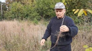 Посадка грецкого ореха высокорослого
