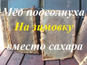 Сборка пчелиных гнёзд в зиму без закорма,осеннего наращивания пчелосемей.2 семьи  в улье на  8 рам.