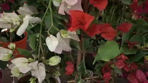 Bougainvillea glabra mix