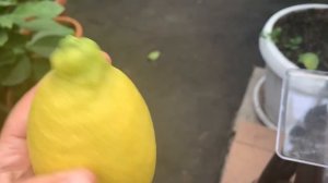 Лимон ?Интердонато с крупными и красивыми плодами в теплице Киевской обл