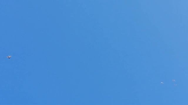 Голуби с ГРИБАМИ смотреть онлайн