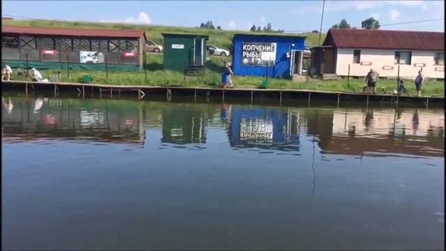 Запуск осетра в 1 сектор! 150 кг! Клевое место, д. Савельево смотреть онлайн