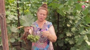 Ошибки при выращивании винограда в теплице #urozhainye_gryadki