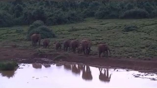 1. Elephants in Aberdare National Park смотреть онлайн
