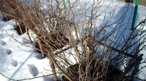 ОБРАБОТКА КУСТОВ СМОРОДИНЫ РАННЕЙ ВЕСНОЙ КИПЯТКОМ