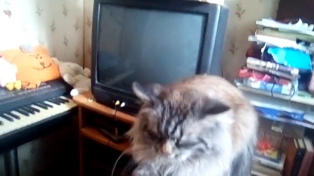 Мой котик =3 как называю Китайский Котик =3 смотреть онлайн