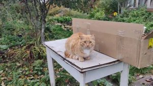 Саженцы Из Питомника Школьный сад.