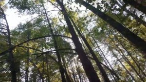 Отличие липы мелколистной от амурской. Мое наблюдение. Небольшой обзор.