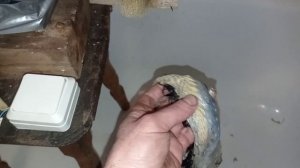 Мездрильная машинка для шкур птиц