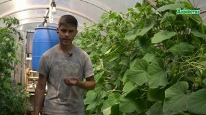 Как избаитmся от корневых гнилей огурцов?