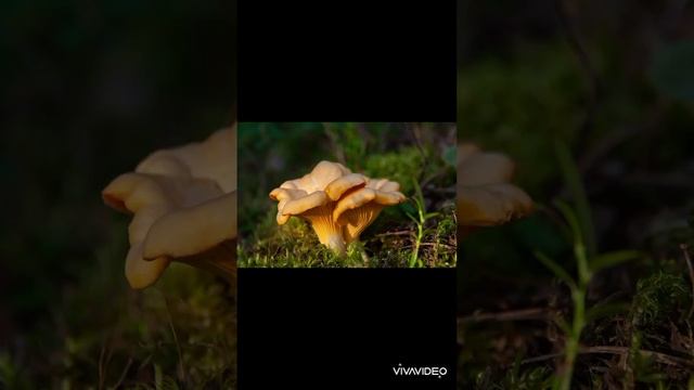 ТОП Съедобных грибов Вкусовые качества виды приготовления