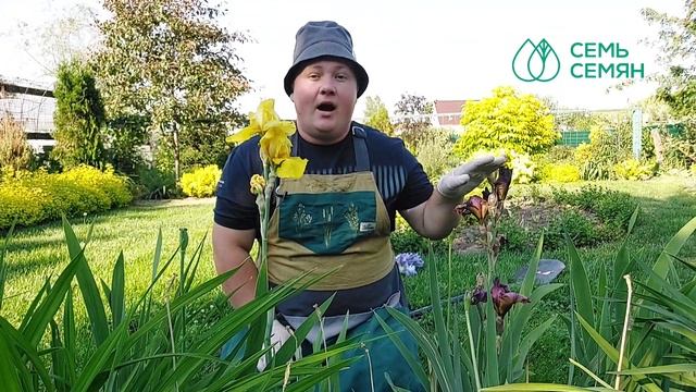 ПРЕКРАСНЫЕ ИРИСЫ БОРОДАТЫЕ! ТОНКОСТИ ПОСАДКИ И УХОДА!