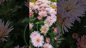 #хризантемы #мультифлора #цветы #цветник #балхризантем #красота #нетипичныйсадовник #сад #дача