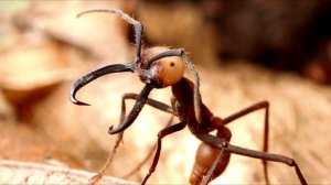 Самые опасные колонии муравьев: где они обитают и насколько больно кусают?