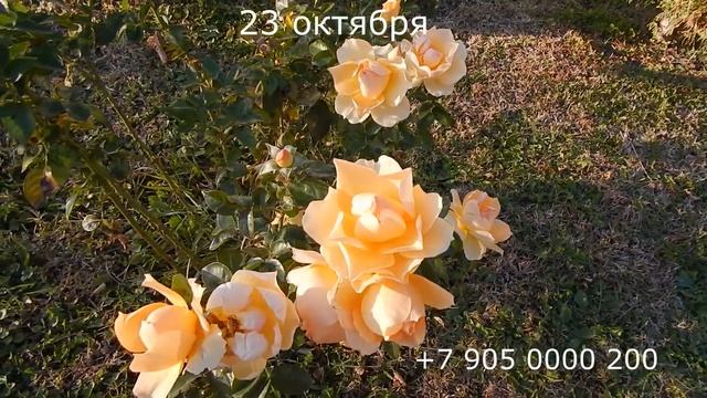 Не успели доделать, а уже сажаем. смотреть онлайн