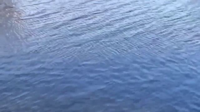 СЛОЖНАЯ УРАЛЬСКАЯ ЗАДАЧА С ПИРОЖКАМИ. ОБЗОР ВЛОГА ОЛЬГА УРАЛОЧКА LIVE. смотреть онлайн