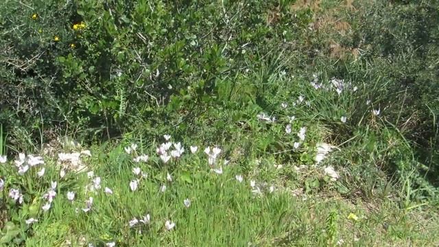 Цветы в Хайфском национальном парке!Израиль. смотреть онлайн