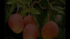Alceu Valença - MORENA TROPICANA (Tropicana - Manga Rosa) - Alceu Valença