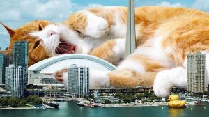 Котомир от фотохудожника Мэтта Маккарти