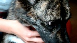 Видеоурок по уходу за собаками   спинальниками на примере Ляли