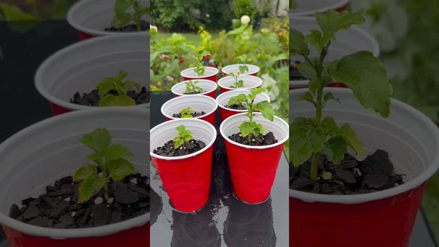 Pink Chiffon Rose of Sharon Seedlings Update!