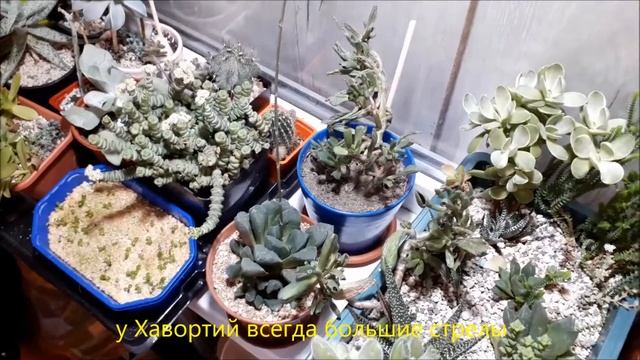 Мои суккуленты и названияsucculents