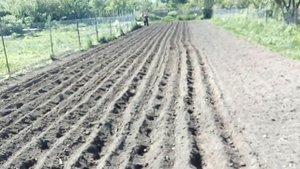 посадка трехрядным окучником