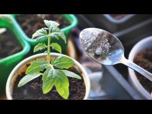 Микориза + рассада = здоровые и крепкие растения! Научу как правильно разводить и поливать микоризой