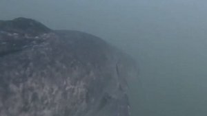 Самые Большие Речные Монстры, Пойманные Человеком