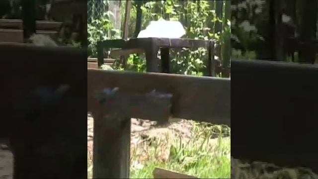 Каркас теплицы из металлического и оцинкованного профиля. Теплицы и парники. смотреть онлайн