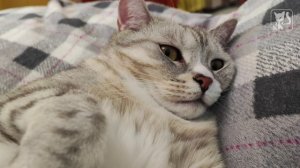 Храпокошка