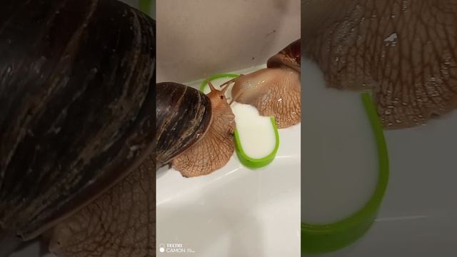 Молоко для улиток это лакомство