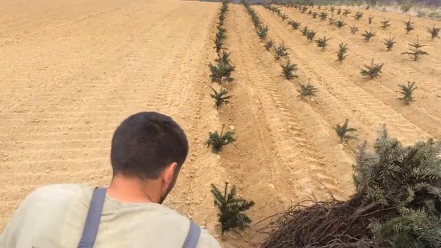 Sadnja jele 2/2 Abies nordmanniana смотреть онлайн