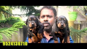 Majestic European Doberman Puppies at Nanba Kennel, Kanyakumari