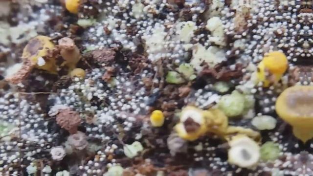 АДЕНИУМЫ. Раздражают грибы в горшке. А что корням? смотреть онлайн