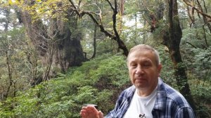 Самое старое дерево