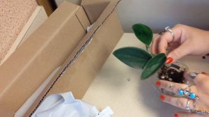 Birthday Plant Mail Unboxing / Etsy Plant Shop Shout Out [Scindapsus & Syngonium]