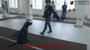 Занятие в группе (общий курс дрессировки): обучение собак выдержке. Тольятти, 23 декабря 2018.